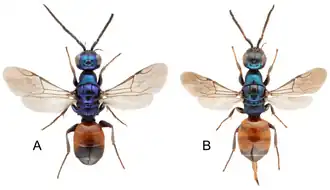 Cleptes sfenthourakisi