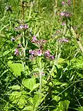 Пахучка обыкновенная (Clinopodium vulgare)