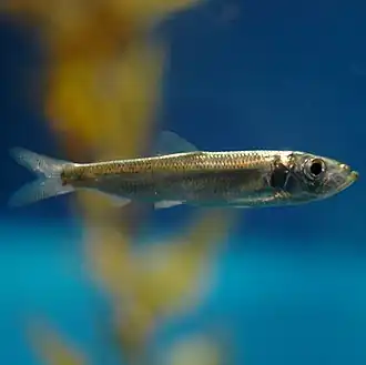 Молодь тихоокеанской сельди