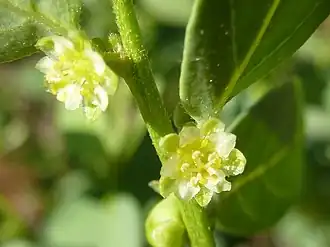 Цветки Clutia pulchella