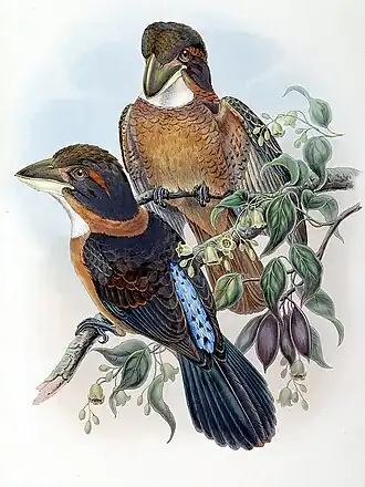 Рисунок Джона Гульда