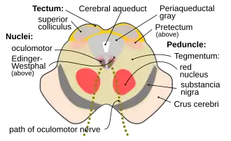 Разрез сквозь верхние холмики четверохолмия, показывающий путь глазодвигательного нерва