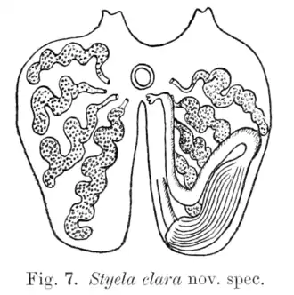 Внутренне строение, рисунок из первоописания