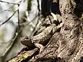 Западная заборная игуана (Sceloporus occidentalis)