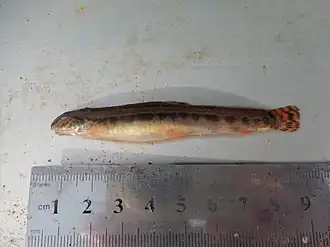 Дунайская щиповка