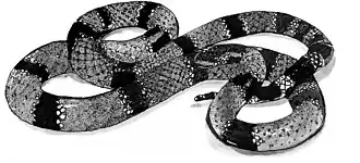 Обыкновенный коралловый аспид