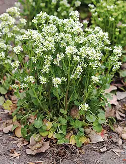 Ложечница лекарственная в Праге