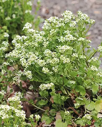 Ложечница лекарственная — типовой вид рода Ложечница. Общий вид цветущего растения.