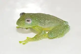 Обворожительная стеклянная лягушка