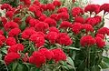 Целозия серебристая (Celosia argentea)Cockscomb -