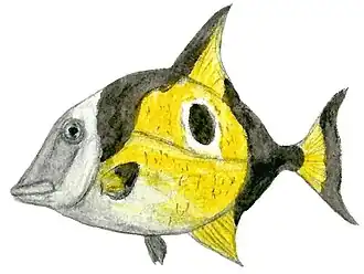 Реконструкция Coelodus saturnus