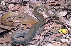 Филиппинский лазающий полоз