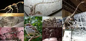 По часовой стрелке, начиная сверху слева: овирапторид GIN 100/42 (читипати?), синозавроптерикс,
Nothronychus mckinleyi, тираннозавр, бэмбираптор, домовый воробей, струтиомим и микрораптор гуи