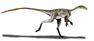 Coelurus fragilis
