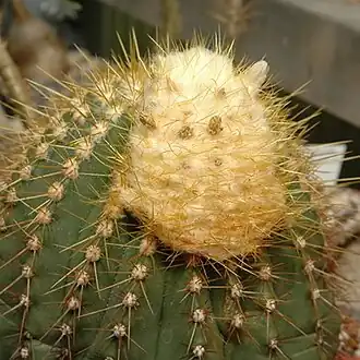 Coleocephalocereus aureus