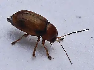 Cryptocephalus pusillus
