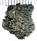 Коллема волнистая (Collema undulatum)