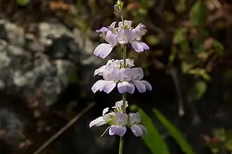 Collinsia bartsiifolia