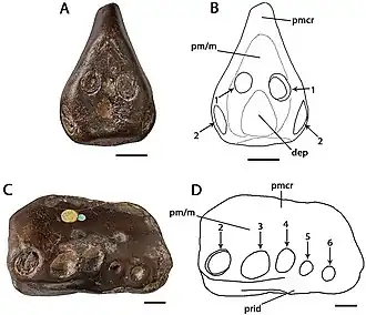 Голотип C. clavirostris
