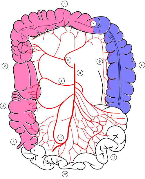 Кровоснабжение кишечника
9 - краевая ободочнокишечная артерия