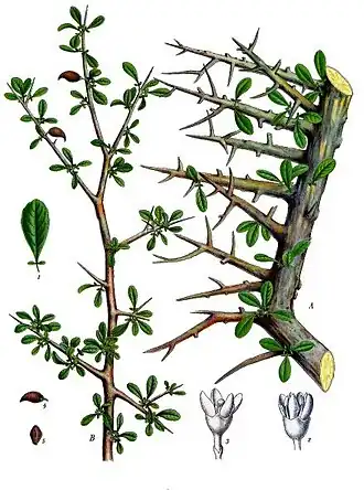 Commiphora myrrha Ботаническая иллюстрация из книги Köhler’s Medizinal-Pflanzen, 1887