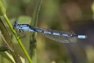 Enallagma cyathigerum