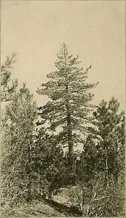 Общий вид. Рисунок из книги Cone-bearing trees of the California mountains, 1911