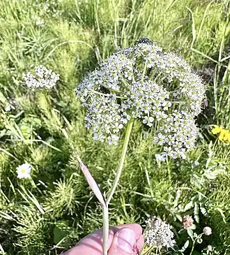 Соцветие. Городской округ Усинск, Республика Коми.