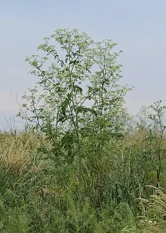 Болиголов пятнистый (Conium maculatum)