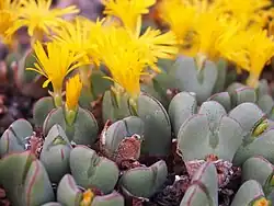 Conophytum bilobum