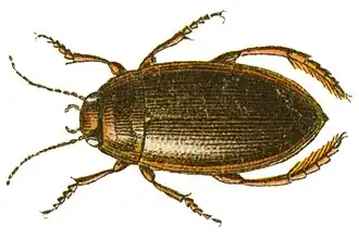 Copelatus haemorrhoidalis