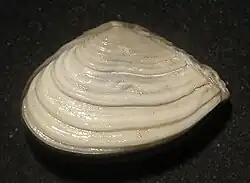 Corbula modesta (Corbulidae)