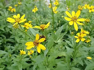 Кореопсис большой