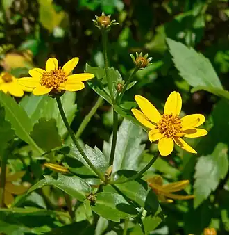 Coreopsis petrophiloides