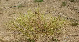 Верблюдка тонкокрылая, общий вид растения