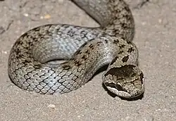 Обыкновенная медянка