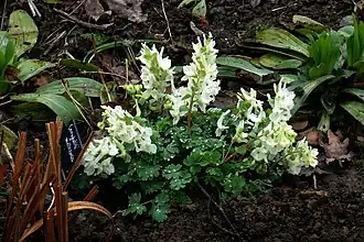 Цветущее растение.В культуре