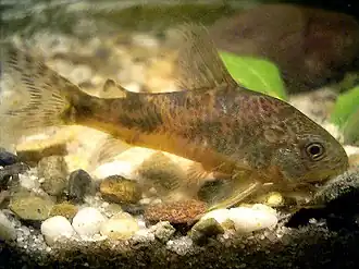 Крапчатый сомик (Corydoras paleatus)