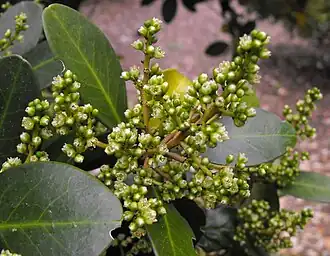 Corynocarpus laevigatus, цветущее растение