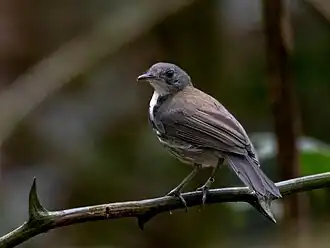 Кольчатый муравьиный тиранн