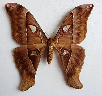 Самка павлиноглазки геркулес (Coscinocera hercules)