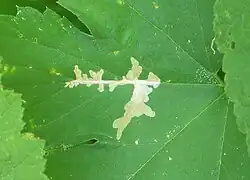 Минирование листа гусеницей Cosmopterix zieglerella