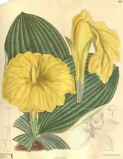 Costus spectabilis. Curtis's Botanical Magazine, 1905.