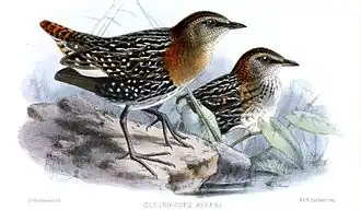 Зеркальный пушистый погоныш