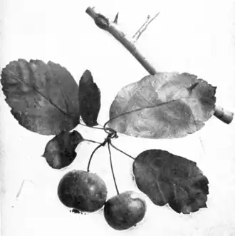 Ветка с плодами