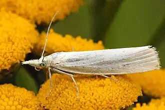 Crambus perlella