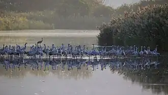 Стая серых журавлей над озером Хула