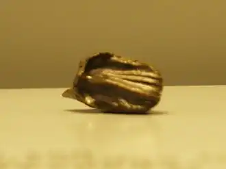 Голотип C. lonzeensis