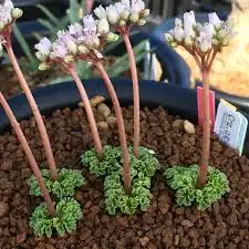 Crassula alcicornis