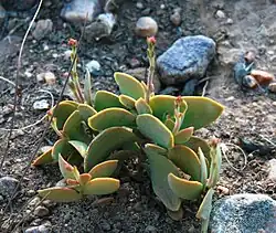 Crassula atropurpurea var. atropurpurea